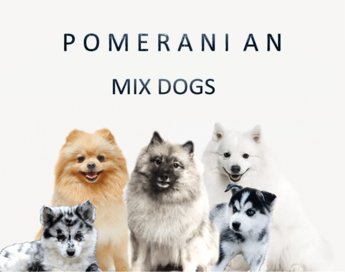 Вот некоторые из самых популярных померанских смешанных собак.