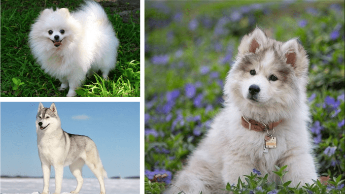 Top 15 Most Popular Pomeranian Mix Dogs - PetHelpful