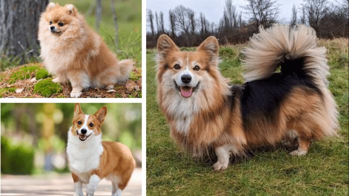 Top 15 Most Popular Pomeranian Mix Dogs - PetHelpful