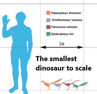 Chart comparing the relative sizes of several of the smallest non-avian dinosaurs.