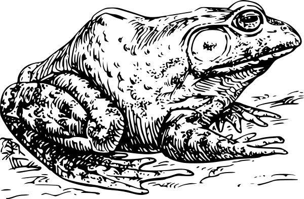 Bullfrog is a Compound Word. We used this image to learn how to draw bullfrogs in our Nature Journals when observing the frog pond.