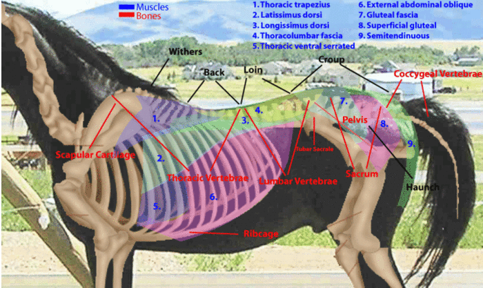 The width of your horse's back, height of the withers, and the shape and width of the loins are the primary factors in getting the right saddle fit.