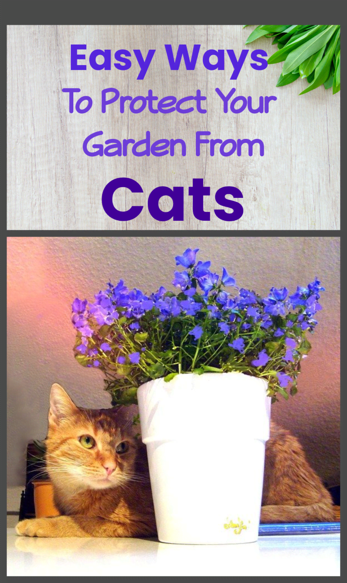 Do your cats love to destroy your plants? Find some tips for deterring them from rampaging through your garden!