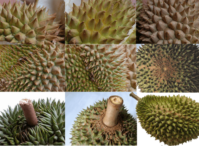 The Durian: Symbol Of Mystique - Hubpages