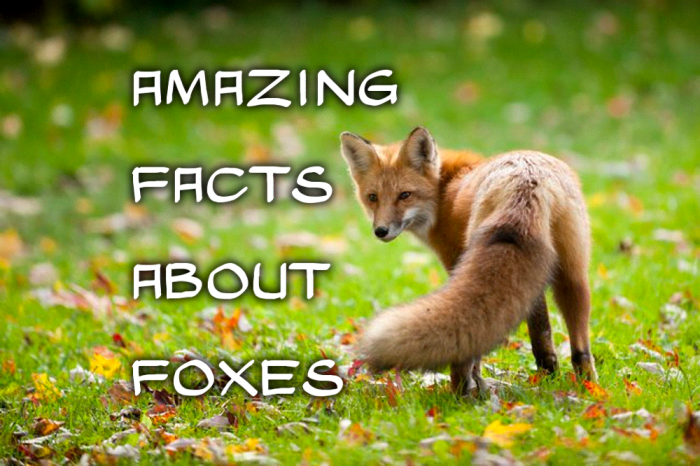 The 25 Interesting Facts About foxes - HubPages