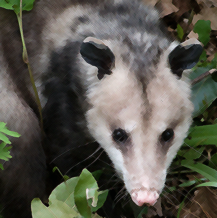 carmen-possum-latin-student-humor-from-the-1800s-owlcation