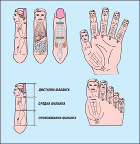 Insect correspondence system, sujok therapy
