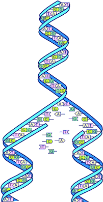 Cells constantly reproduce- when they do, single strands of DNA split, and become 2 individual strands. After death, the genetic material breaks down.