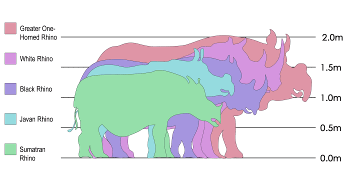 Rhino species size comparison Indian Rhinoceros, over 1.8m White Rhinoceros, 1.8m Black Rhinoceros, over 1.5m Javan Rhinoceros, 1.5m Sumatran Rhinoceros, 1.4m