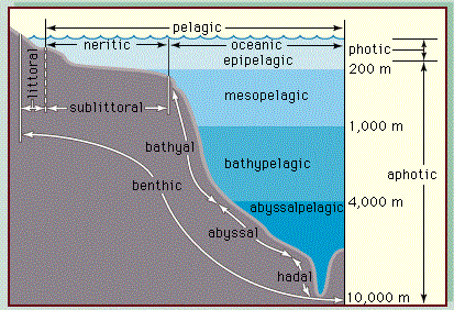Major Subdivisions of the Ocean - HubPages