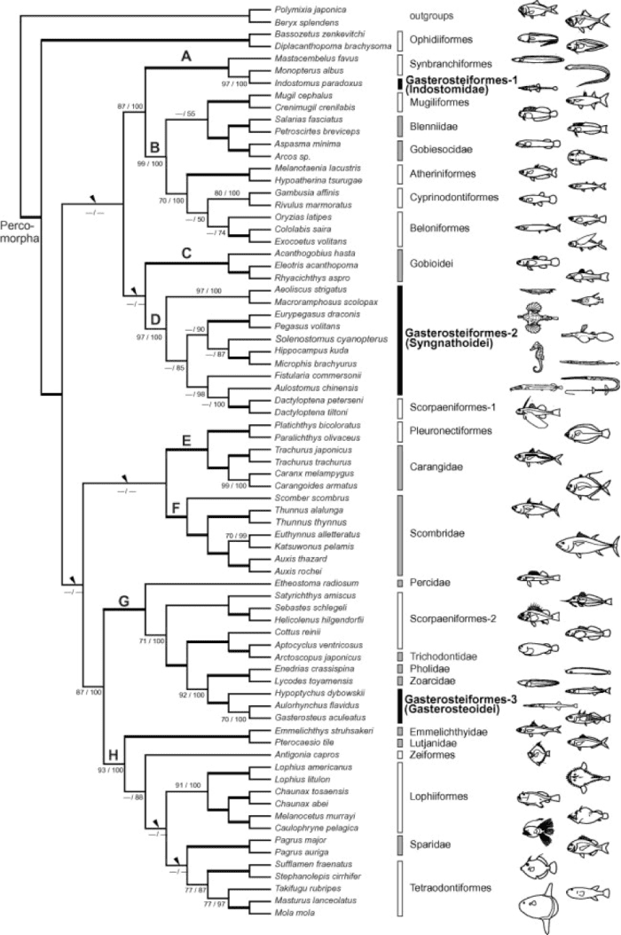 This tree shows the relationships between Hippocampus kuda and many other fish. Kawahara et al. (2008) provides a key for the different clades shown, but the most relevant ones here are Clade D and G.