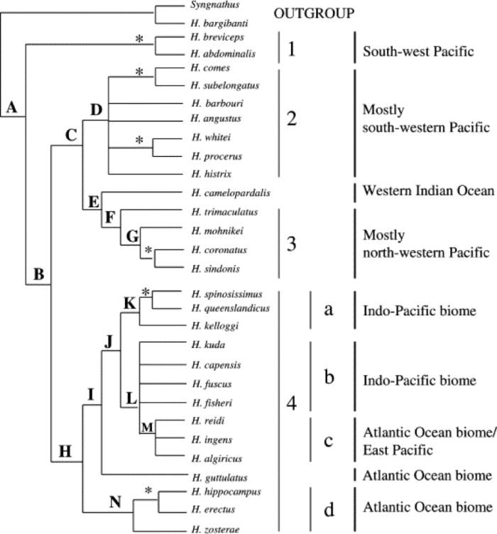 This tree shows the relationships between Hippocampus kuda and other seahorse species (Teske et al., 2004). The letters at the nodes indicate a common ancestor shared by the subsequent branches.