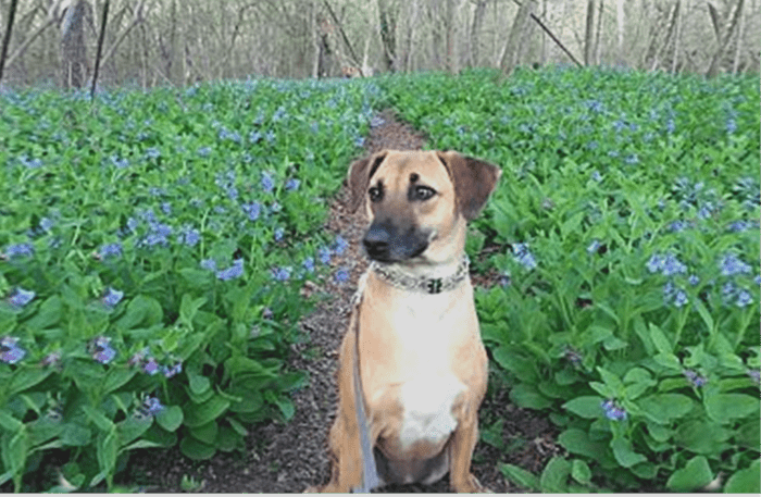 Pariah Dog The Ancestor Of 7 Other Dog Breeds Hubpages