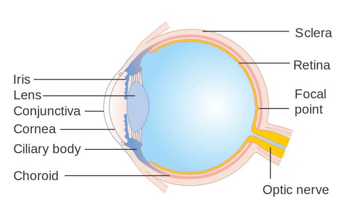 Conjunctivitis: Types, Causes, Symptoms and Treatment - HubPages