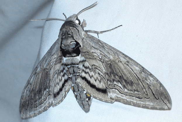 A tomato hornworm moth. You're much more likely to see the big green caterpillars than the adult moth.