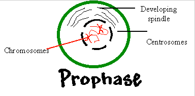 Prophase: Condensing DNA, Centriole formation, Nuclear envelope break down and Nucleolus disappearance.
