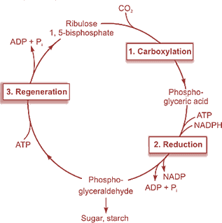 What Is Photosynthesis: Light Reaction, Dark Reaction, And Significance 