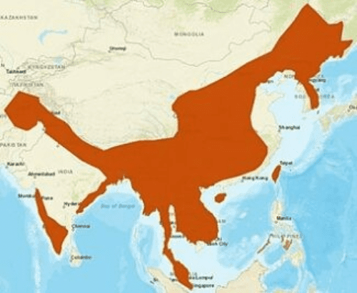 Asian Leopard Cat Distribution – Be aware that condos and cat trees are limited so make sure to book your cat early and pay a small depawsit!