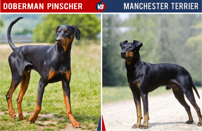 The Manchester Terrier is shorter and lighter than the Doberman, and it lives about three years longer (on average).