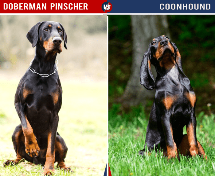 Coonhounds come in a variety of colors. Only the black and tan coloration really resembles a Doberman.