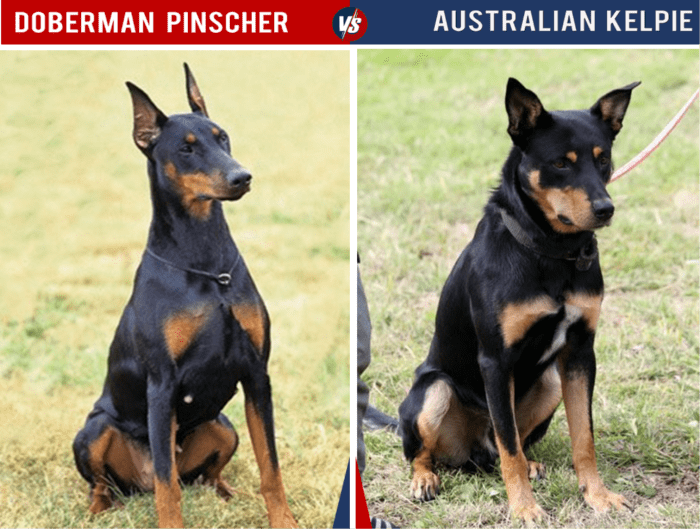 11 Dog Breeds That Look Like Doberman Pinschers - PetHelpful