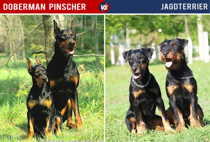 Despite their similar coloration, the Jagdterrier is quite a bit smaller than the Doberman.