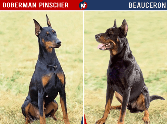 11 Dog Breeds That Look Like Doberman Pinschers - PetHelpful