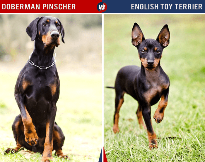 The English Toy Terrier is quite a bit smaller than the Doberman, as the "toy" in its name indicates.