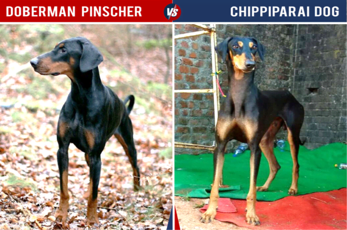 The Chippiparai is similar in size and life span to the Doberman. It sheds notably less, though.