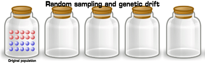 Click picture-Simulation of a common example used describing the effect random sampling has in genetic drift. In this population of 20