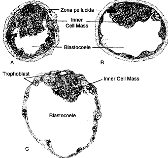 Blastocysts contain an inner cell mass with pluripotent cells: the undifferentiated cells will give rise to many different tissue types.