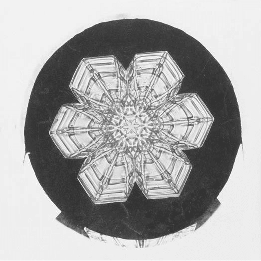 This is a more developed plate than the above. It has 6 arms but they are not as complex and developed as stars or dendrides.
