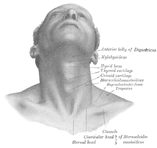 The hyoid sits quite high in the throat and acts as a connector between the tongue and throat.