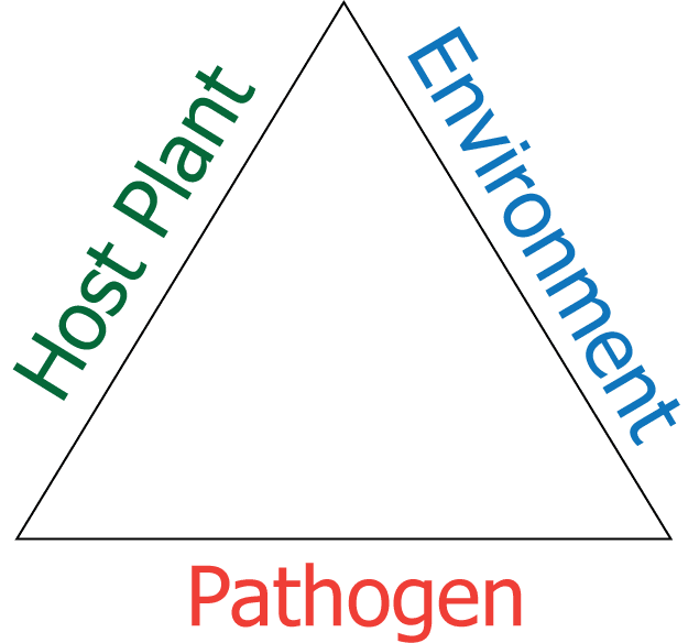 In order for disease to occur, there must be a susceptible plant, a favorable environment and a pathogen (fungus, bacterium, virus, mycoplasma).