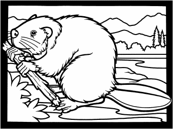 Look for this FREE coloring page here: http://www.wpclipart.com/animals/B/beaver/beaver_w_branch_1.png.html