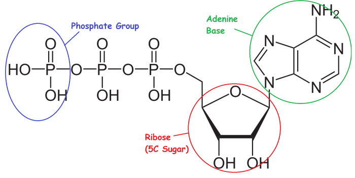 The structural formula of ATP. ATP is a phosphorylated nucleotide - two extra phosphates have been added to the Adenine nucleotide seen in DNA and RNA.