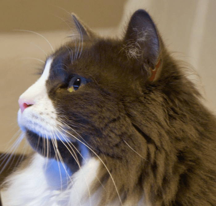Mysterious cat names from super sleuths and detectives