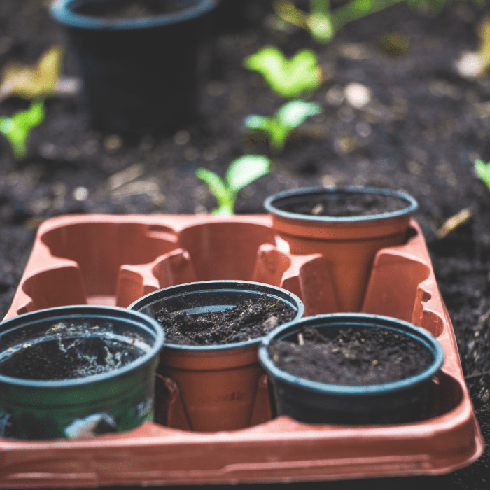 Here's how you can re-use old compost left in containers or bags.