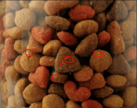 Figure 12. You can see small white dots in the image (surrounded by a red circle) if you look closely. These are grain storage mites. Although tiny, you can see them with your eyes walking on the pet food pellets.