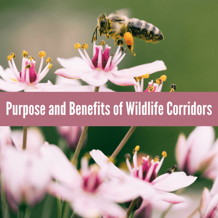 Learn about the problems with population fragmentation and how wildlife corridors could help solve them.