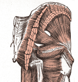 Human Anatomy Lesson 24 - HubPages