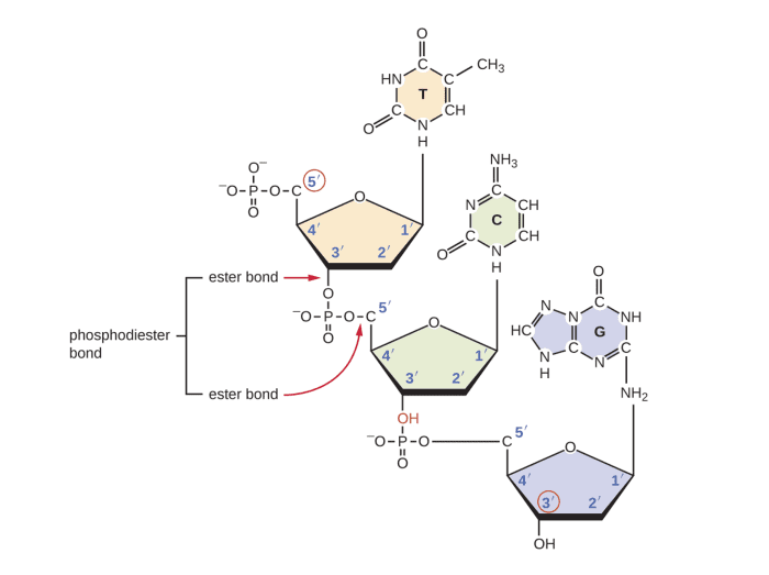Nucleotide sequence showing the 5' end where the phosphate group (PO4) is attached and the 3' end with a free hydroxyl group (OH).