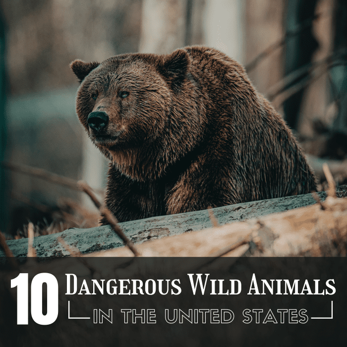 The Top 10 Most Dangerous Wild Animals in the U.S.A. - Owlcation