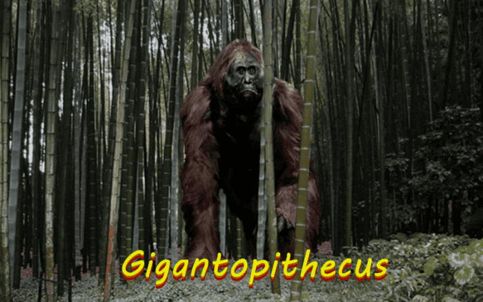 The Gigantopithecus is a massive Asian primate that many people believe inspired folklore like Bigfoot and the Yeti.