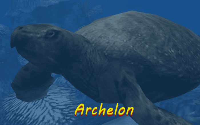 Once believed to be an ancestor of the leatherback turtle, the Archelon was recently determined to be a unique species.