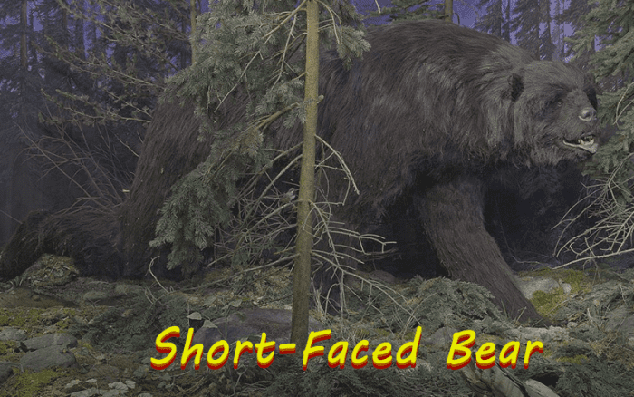 When compared to modern-day bears, the short-faced bear was so large that it can be hard to imagine.