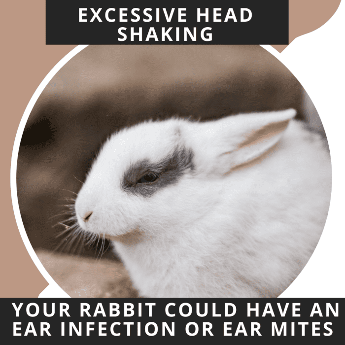 Bunny rabbits don't have any way of telling you they are sick. You have to be an attentive owner and watch their behaviour.