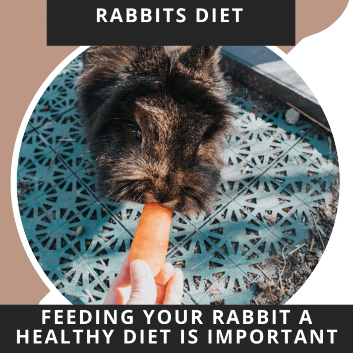 It is important to feed your rabbit a healthy diet of pellets with a high fibre content. Do not overdo it on the vegetables and fruit. A treat once or twice a week is enough.