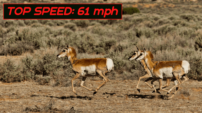 The pronghorn is not as quick as a cheetah over short distances, but over longer distances, it is unbeatable.