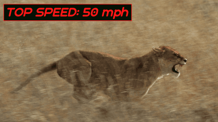 Like cheetahs, lions can only maintain fast speeds over short distances and quickly become exhausted.